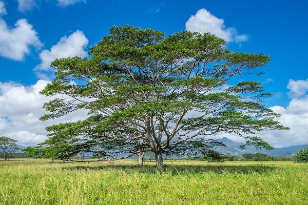 Monkeypod tree-Kauai-Hawaii-USA